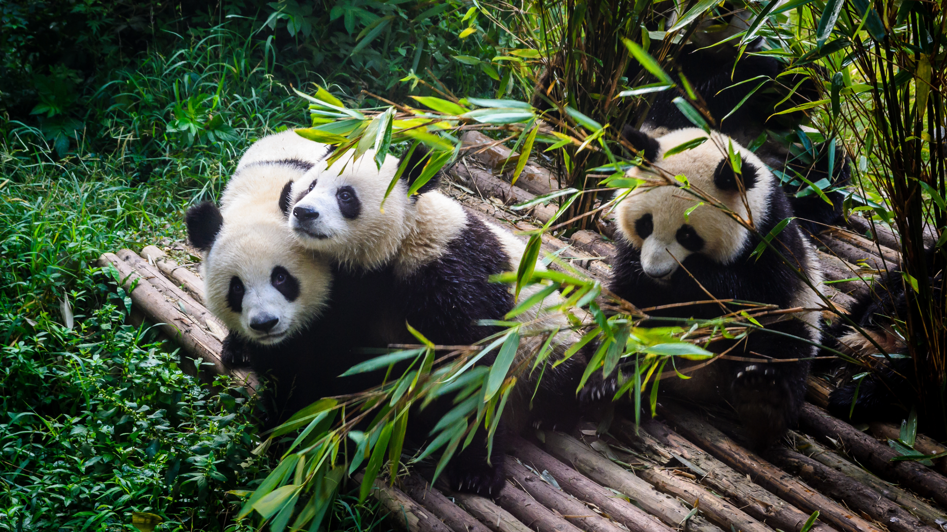 three pandas posing in Chengdu, China